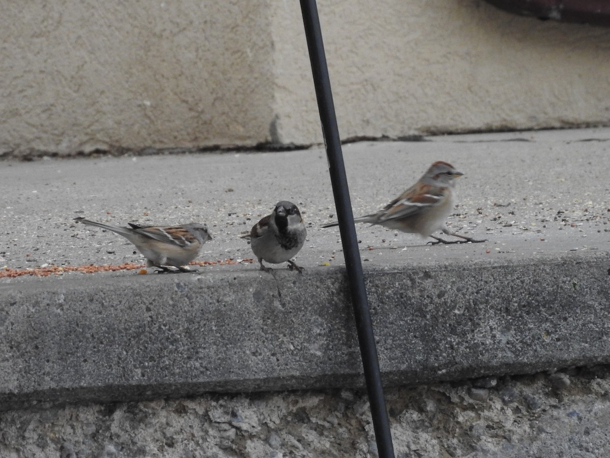 American Tree Sparrow - ML83722901