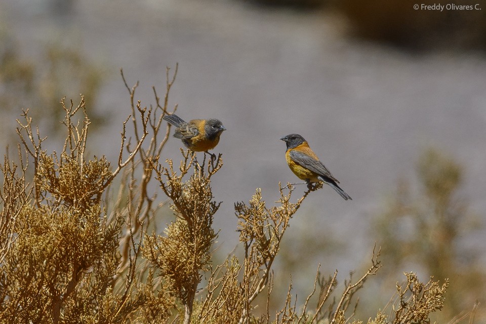 Black-hooded Sierra Finch - Freddy Olivares