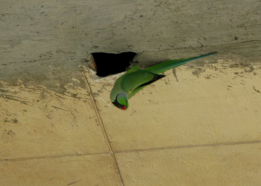 Rose-ringed Parakeet - ML83725451