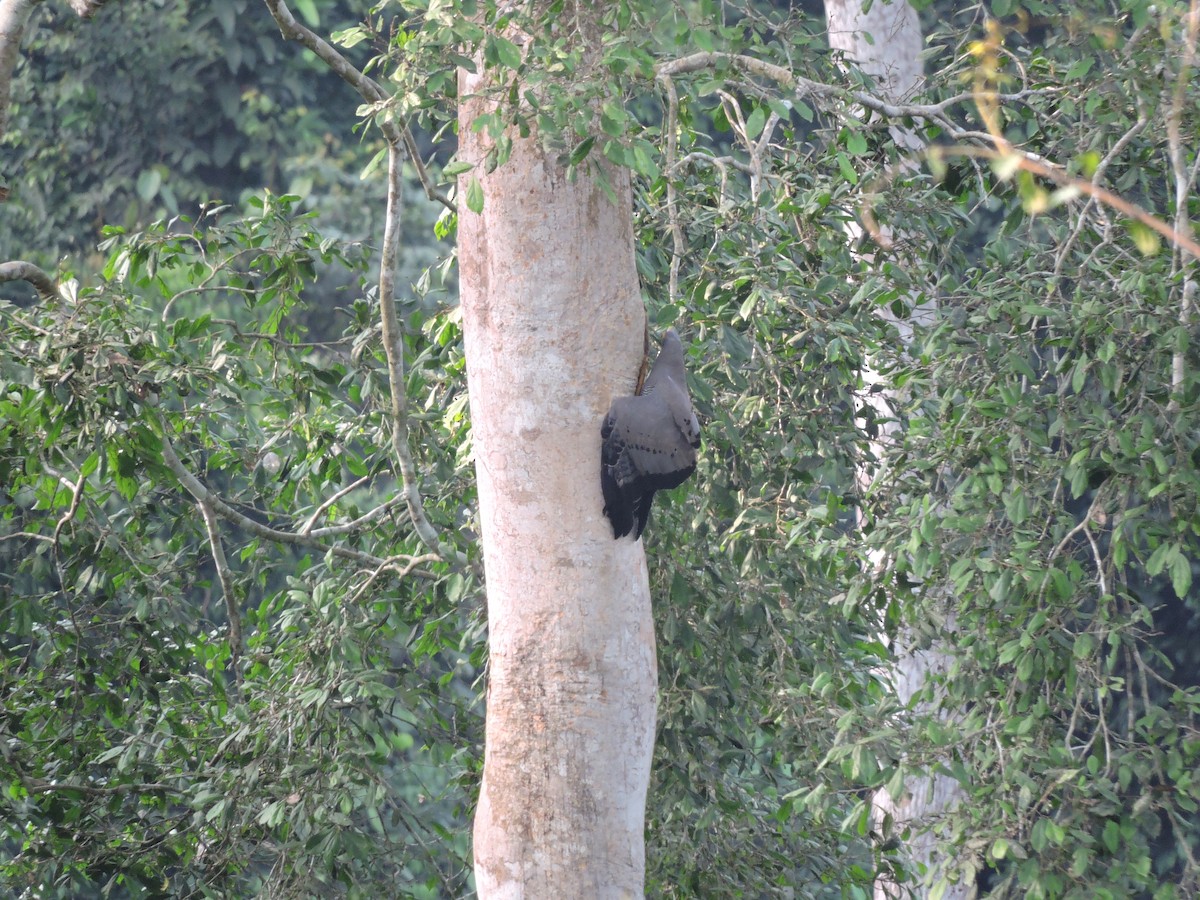 African Harrier-Hawk - ML83726161