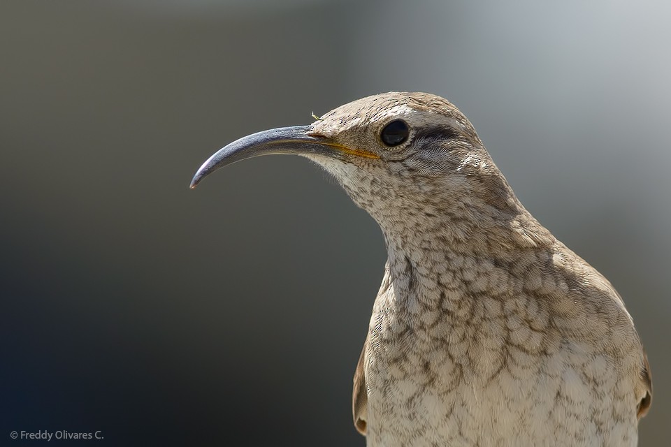 Scale-throated Earthcreeper - ML83726251