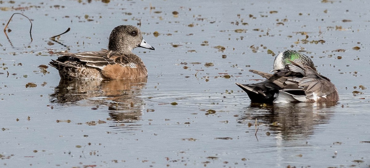 American Wigeon - ML83728521