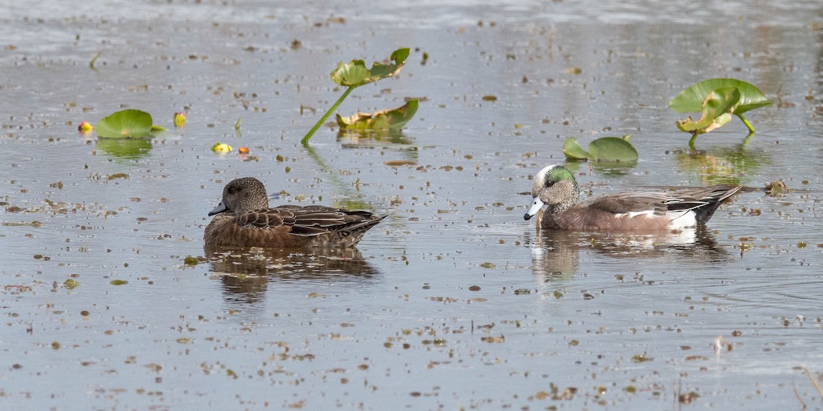 American Wigeon - ML83728561