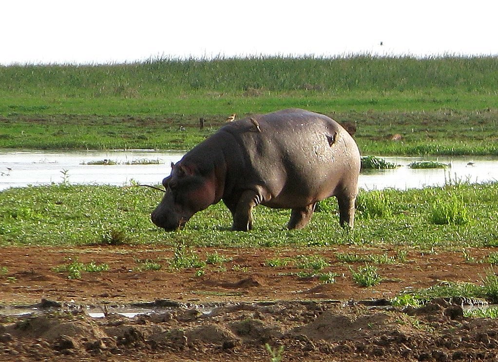 Red-billed Oxpecker - ML83728611