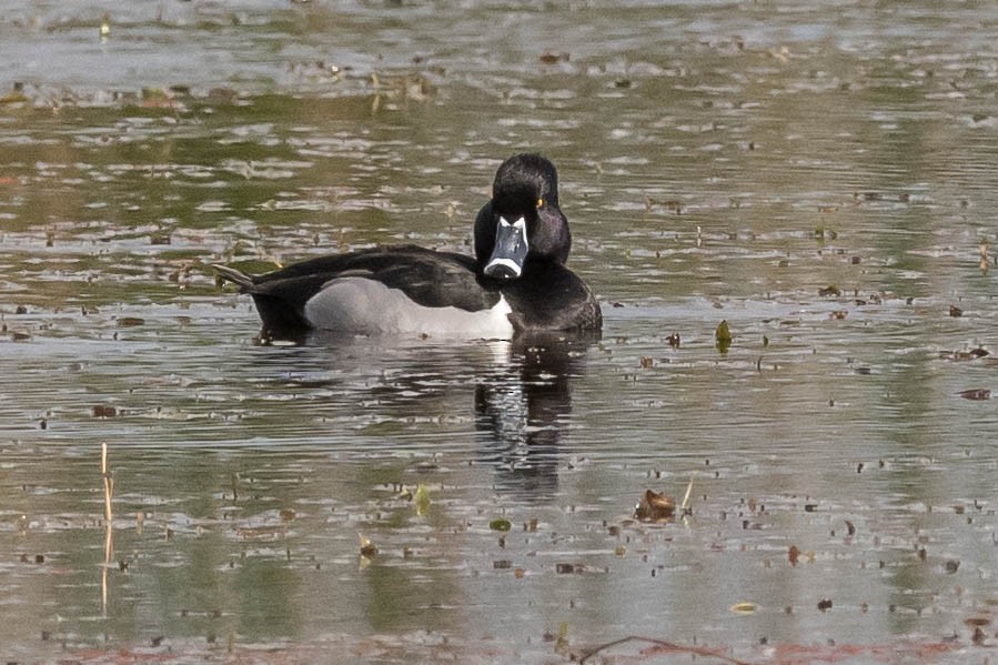 Ring-necked Duck - David Hall