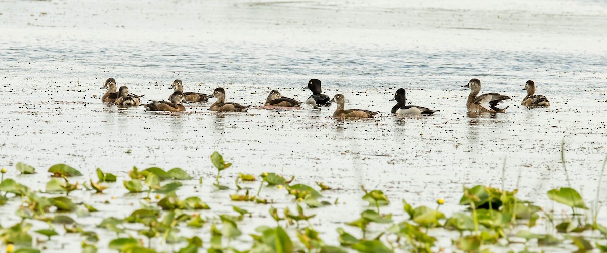 Ring-necked Duck - David Hall