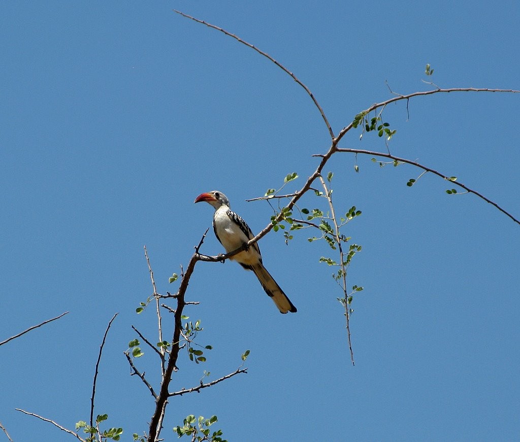 Von der Decken's Hornbill - ML83729381