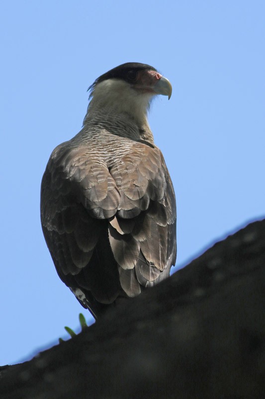 Crested Caracara (Southern) - J. Simón Tagtachian