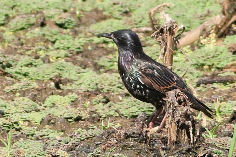 European Starling - ML83731601