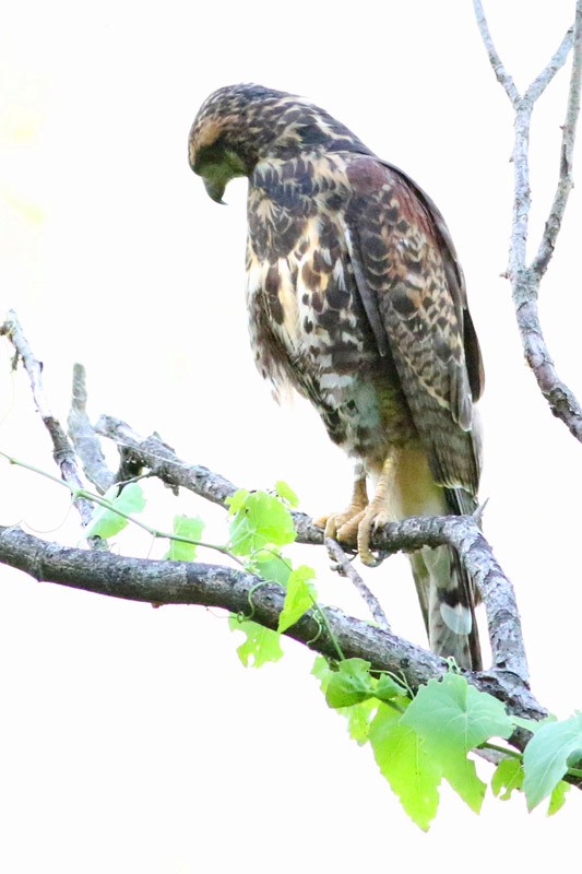 Harris's Hawk - ML83731711