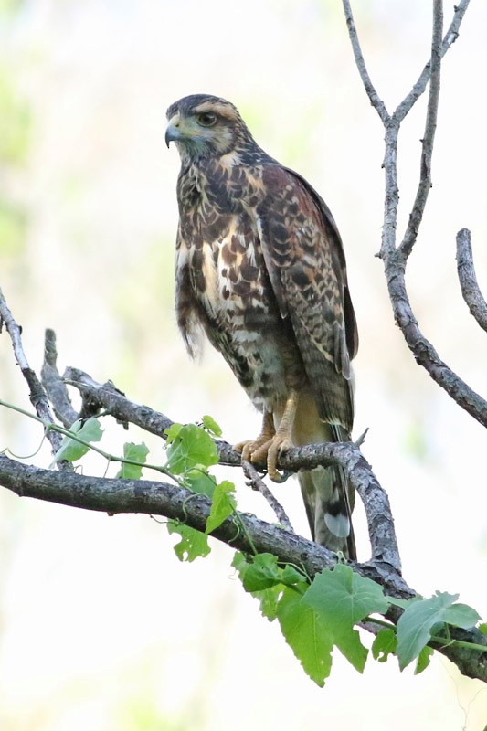 Harris's Hawk - ML83731721