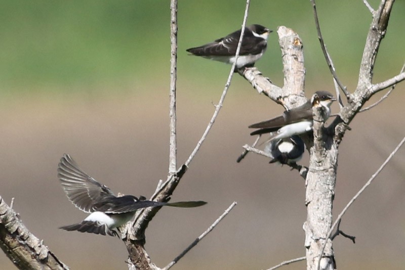 White-rumped Swallow - J. Simón Tagtachian