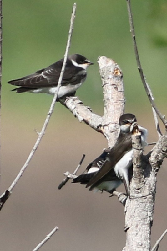 Golondrina Cejiblanca - ML83731931