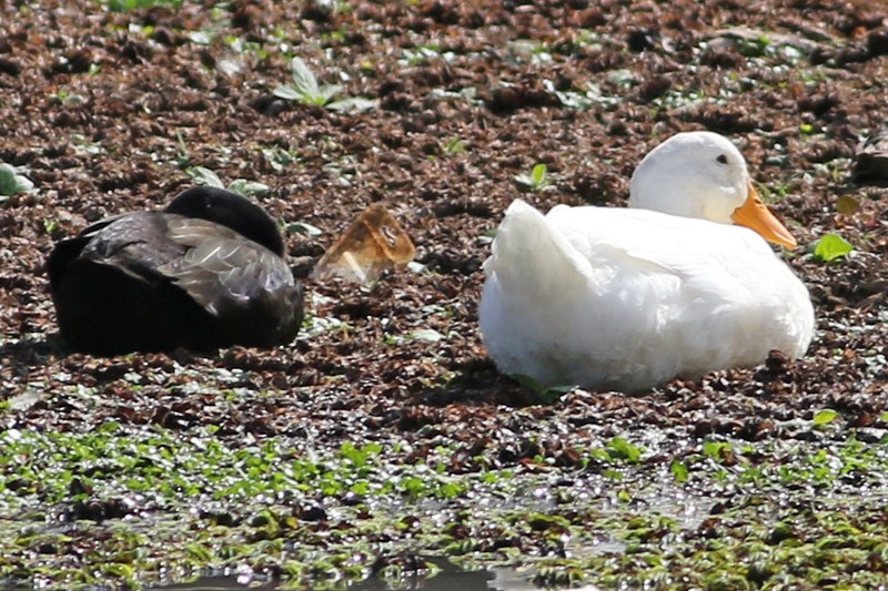 Mallard (Domestic type) - ML83732041