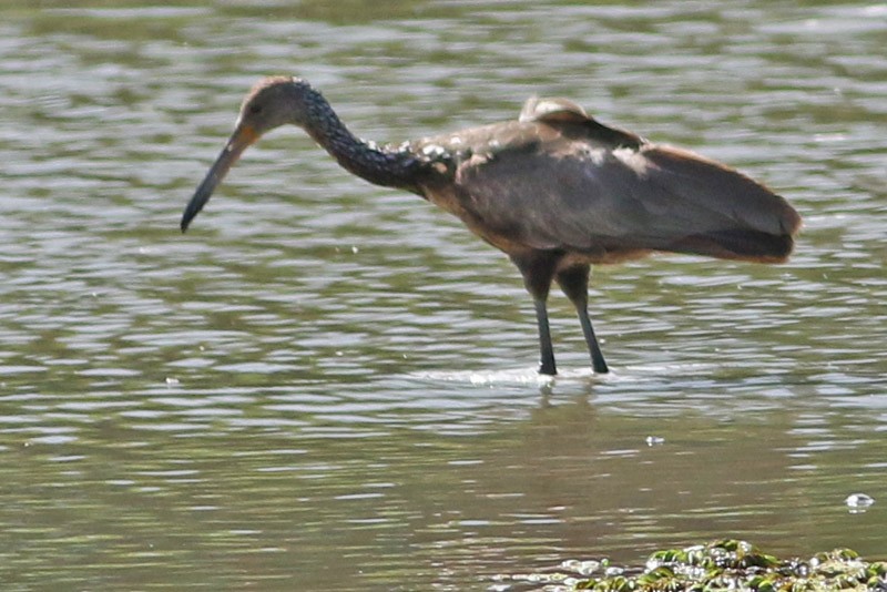 Limpkin - J. Simón Tagtachian