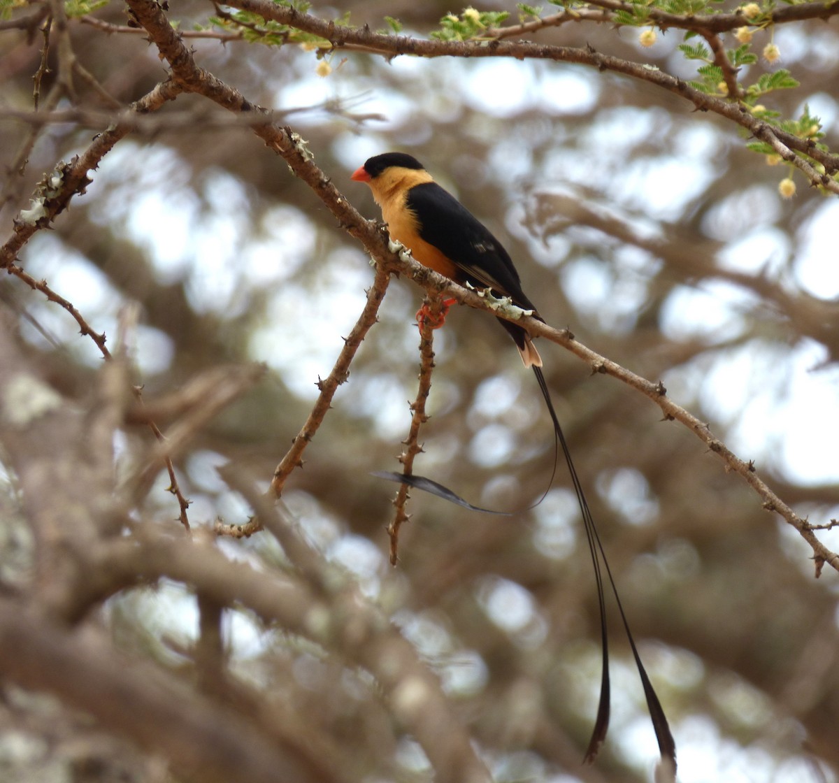 Shaft-tailed Whydah - Scott Winton