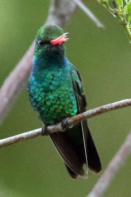 Glittering-bellied Emerald - J. Simón Tagtachian