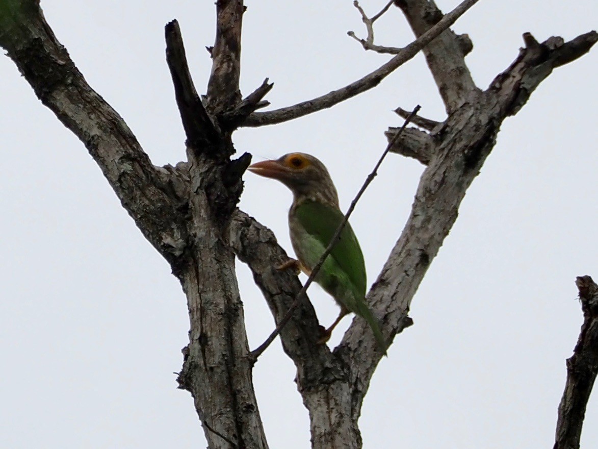 Lineated Barbet - Kelly Siderio