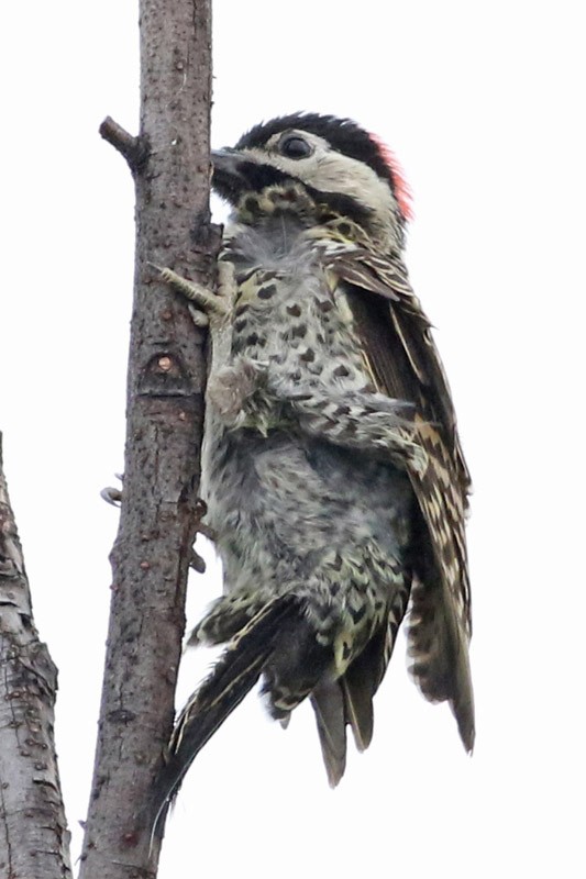 Green-barred Woodpecker - ML83735451