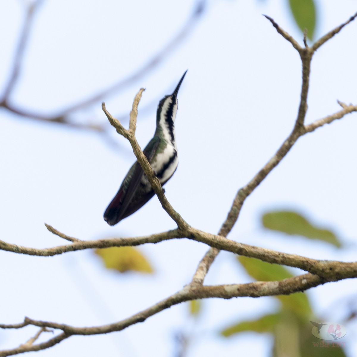 kolibřík tropický - ML83735831