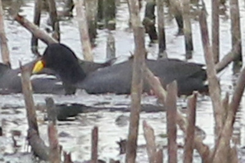 Red-fronted Coot - ML83735981