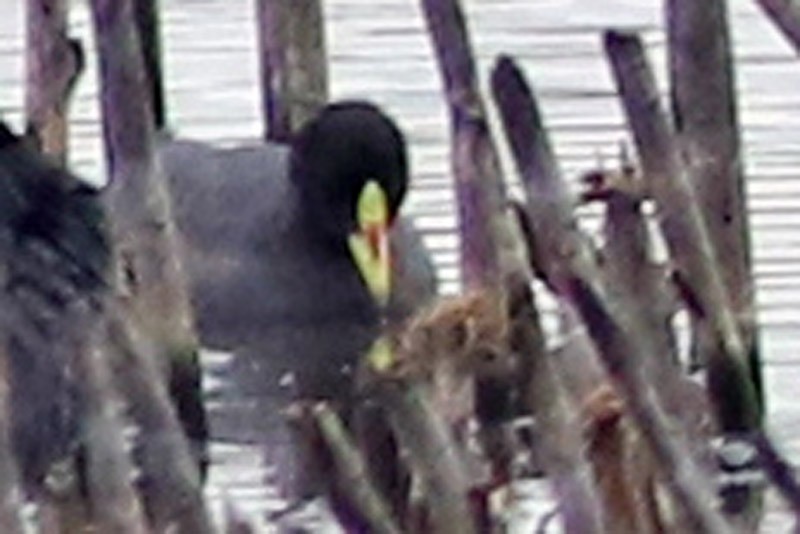 Red-gartered Coot - ML83736361