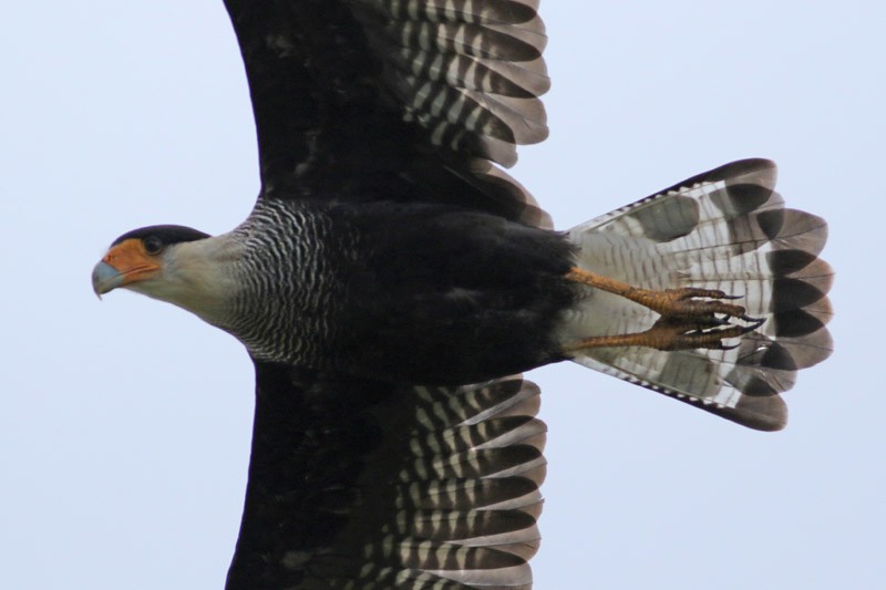 Crested Caracara (Southern) - ML83736501