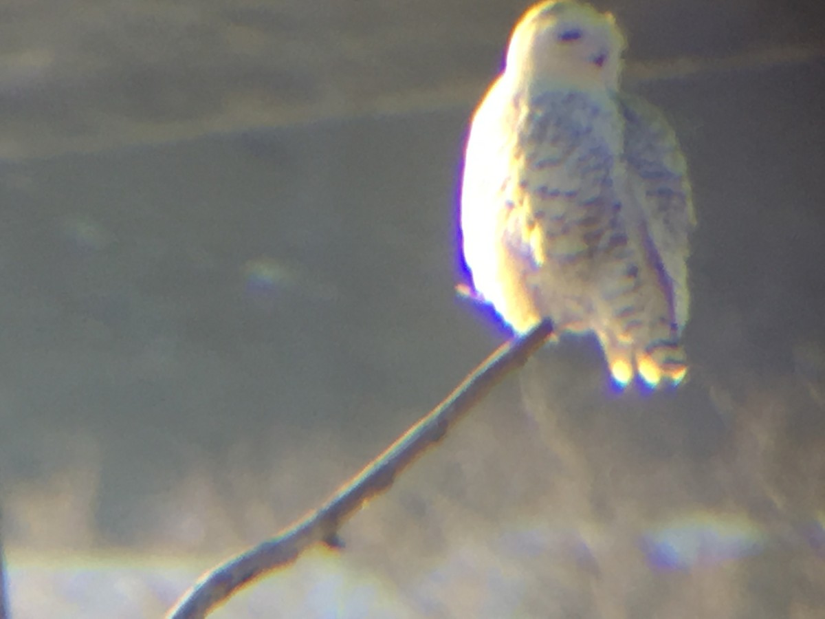 Snowy Owl - ML83736671