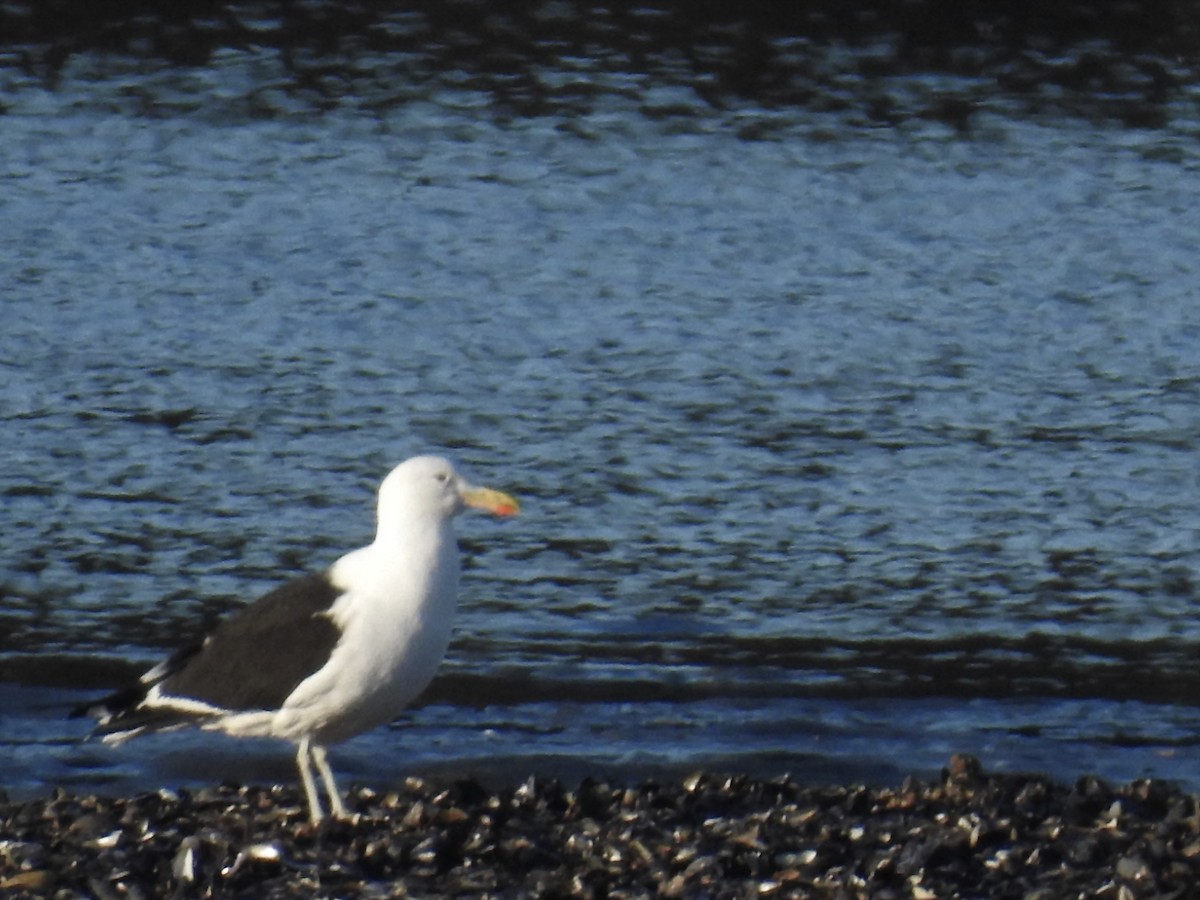 Gaviota Cocinera - ML83739561