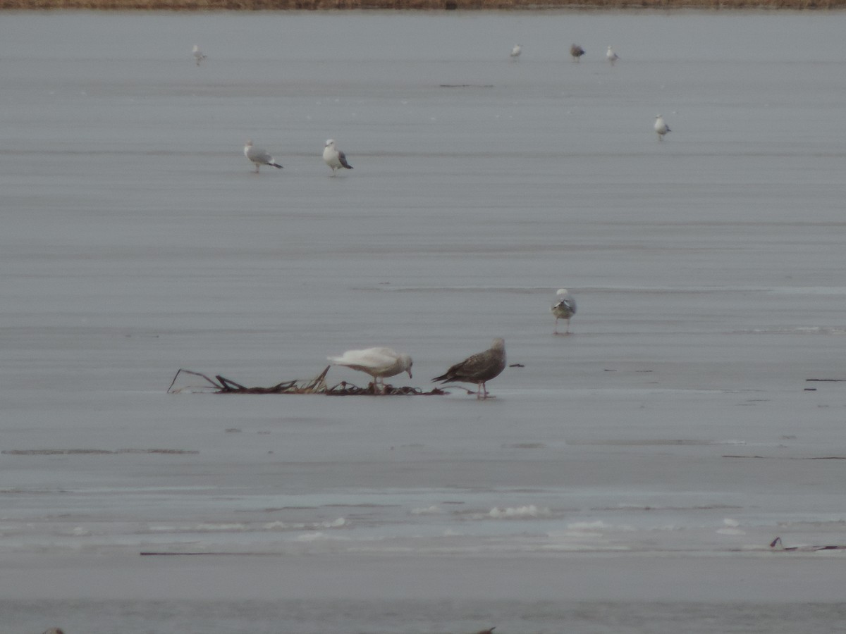 Glaucous Gull - ML83740661