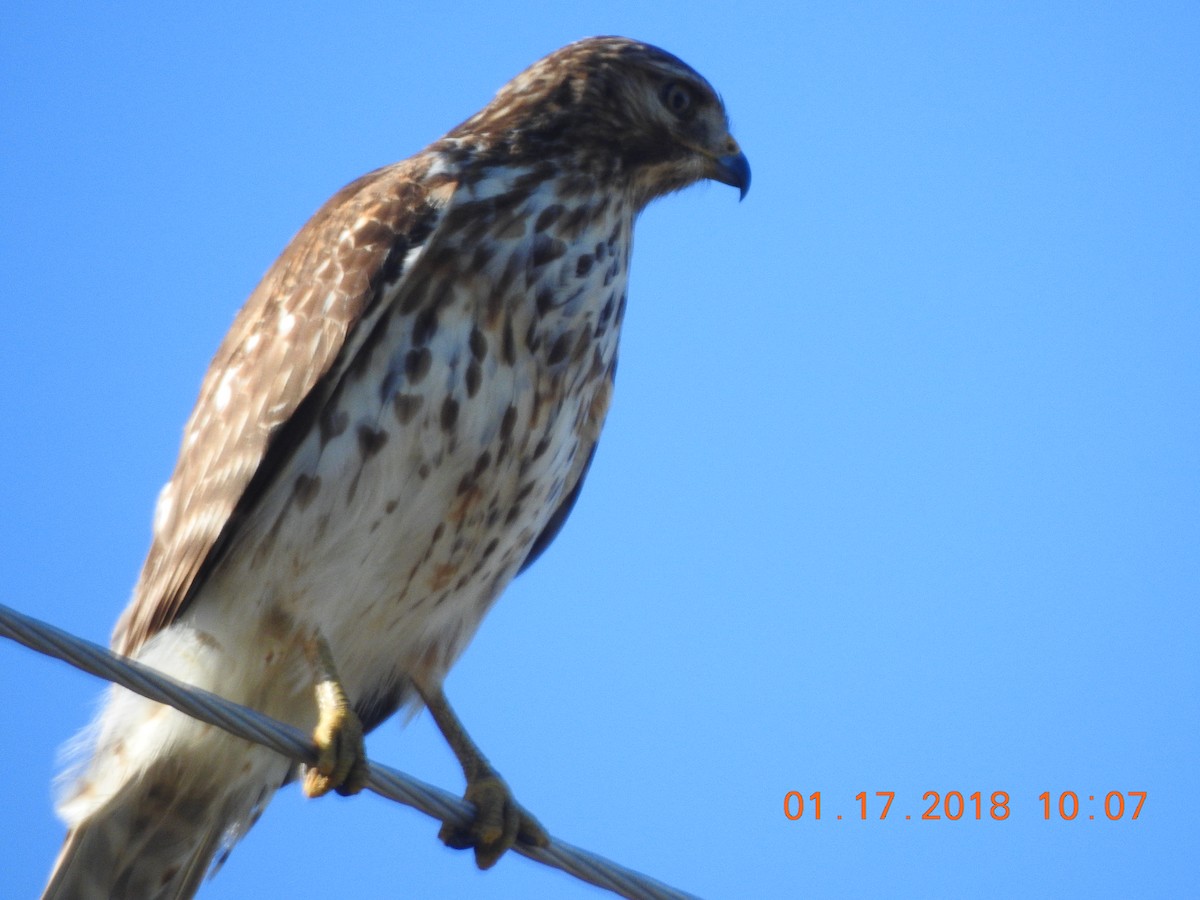 Red-shouldered Hawk - ML83740811