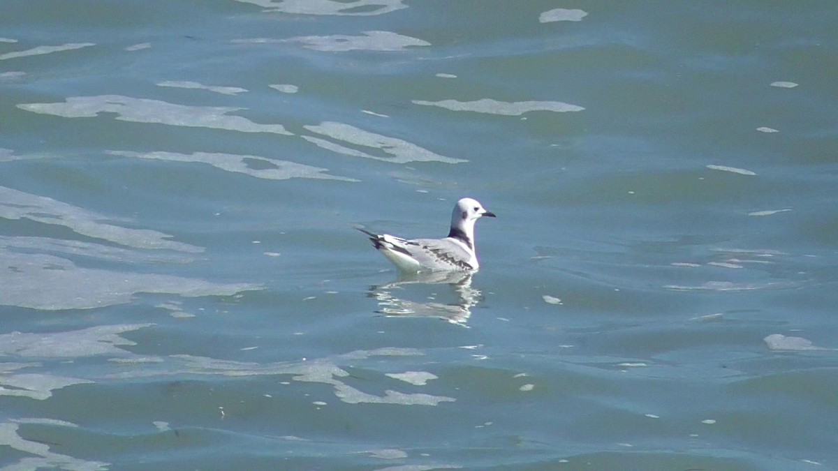 Black-legged Kittiwake - ML83741241