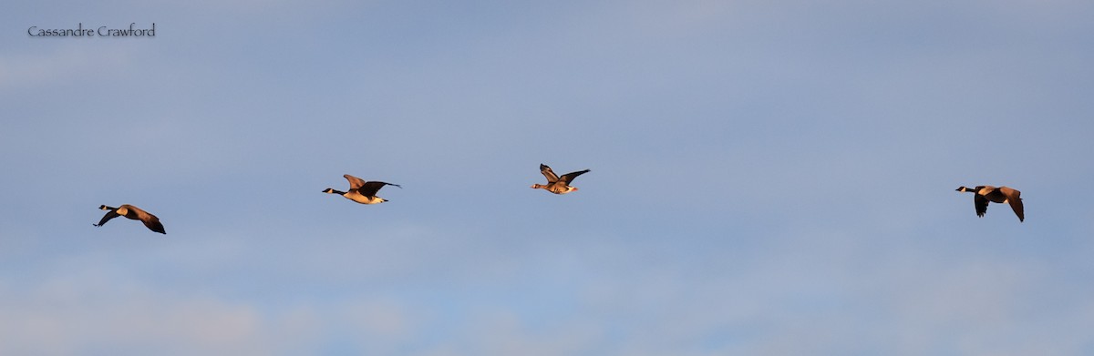 Greater White-fronted Goose - ML83741871