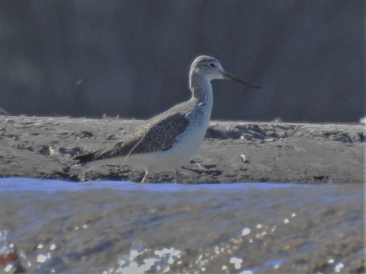 Greater Yellowlegs - Pamela Goolsby