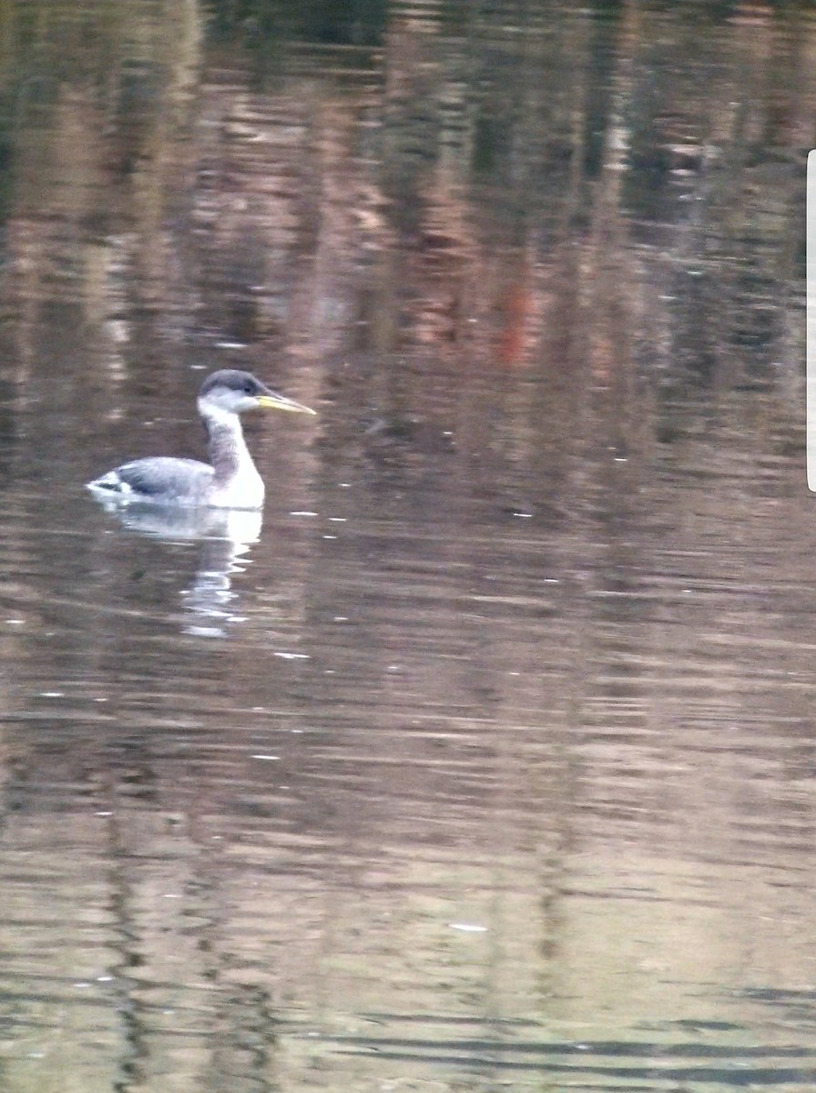 Red-necked Grebe - ML83744691