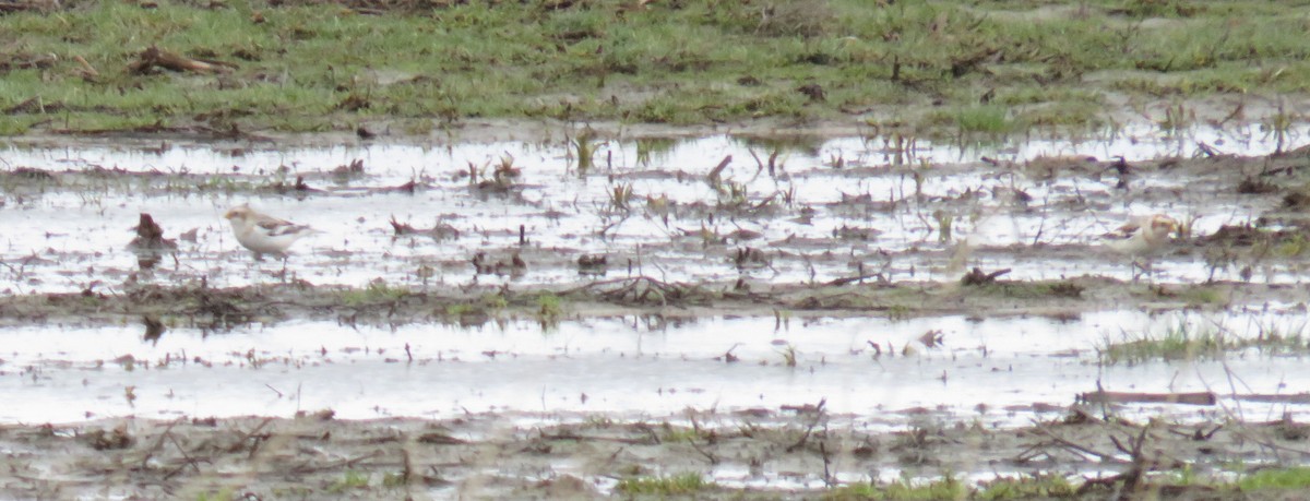 Snow Bunting - ML83745651