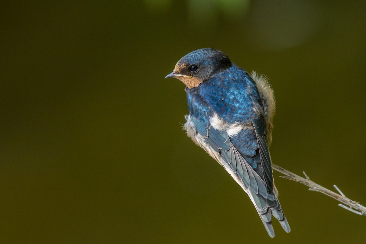 Barn Swallow - Kyle Blaney