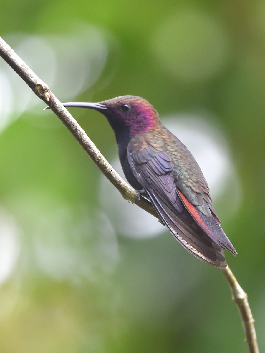 kolibřík jamajský - ML83748321