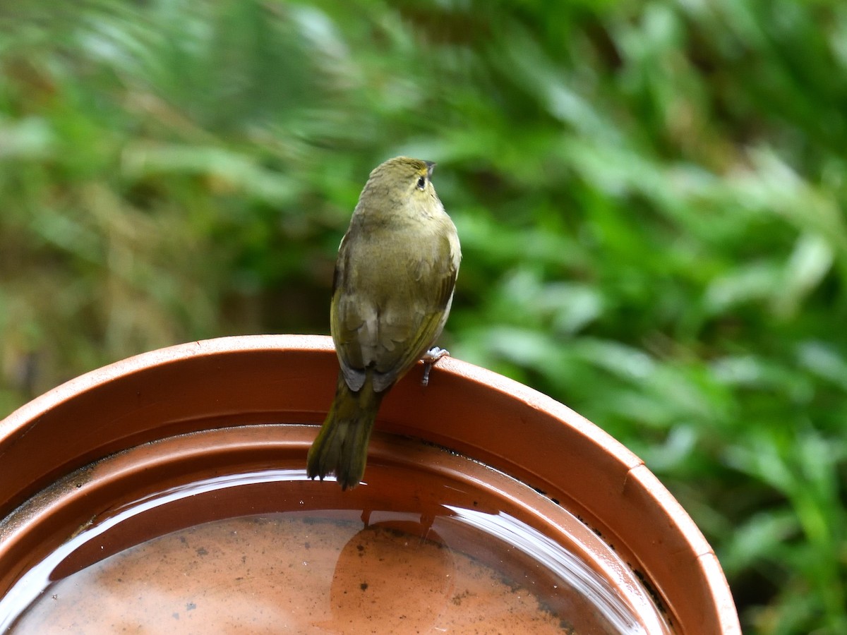 Yellow-faced Grassquit - ML83750661