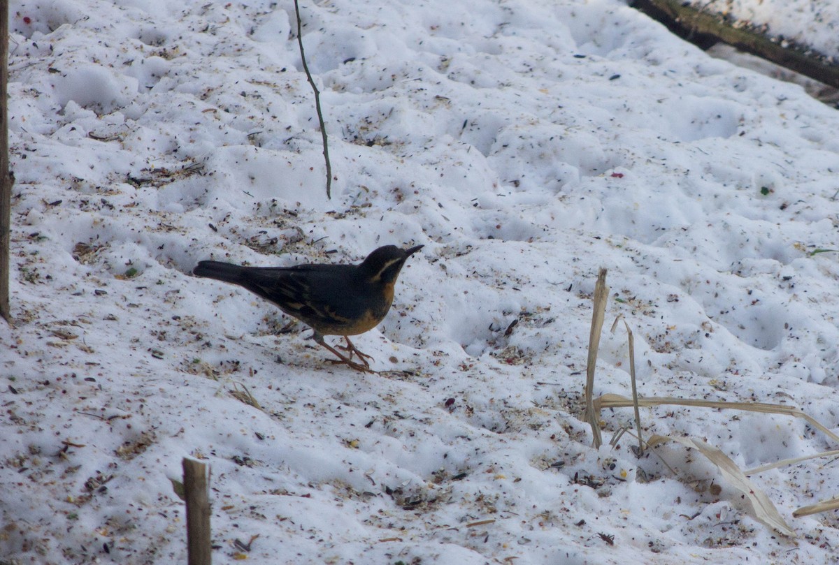 Varied Thrush - ML83751381