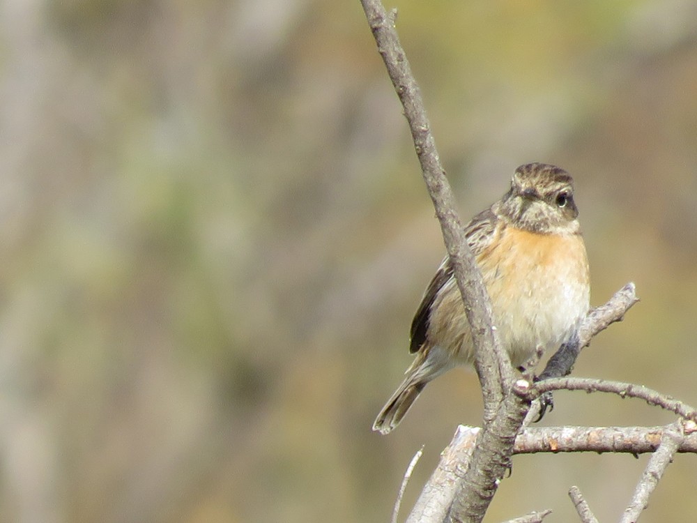 European Stonechat - ML83751641