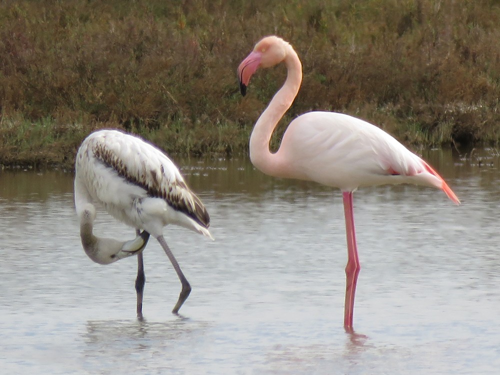 Flamant rose - ML83751841