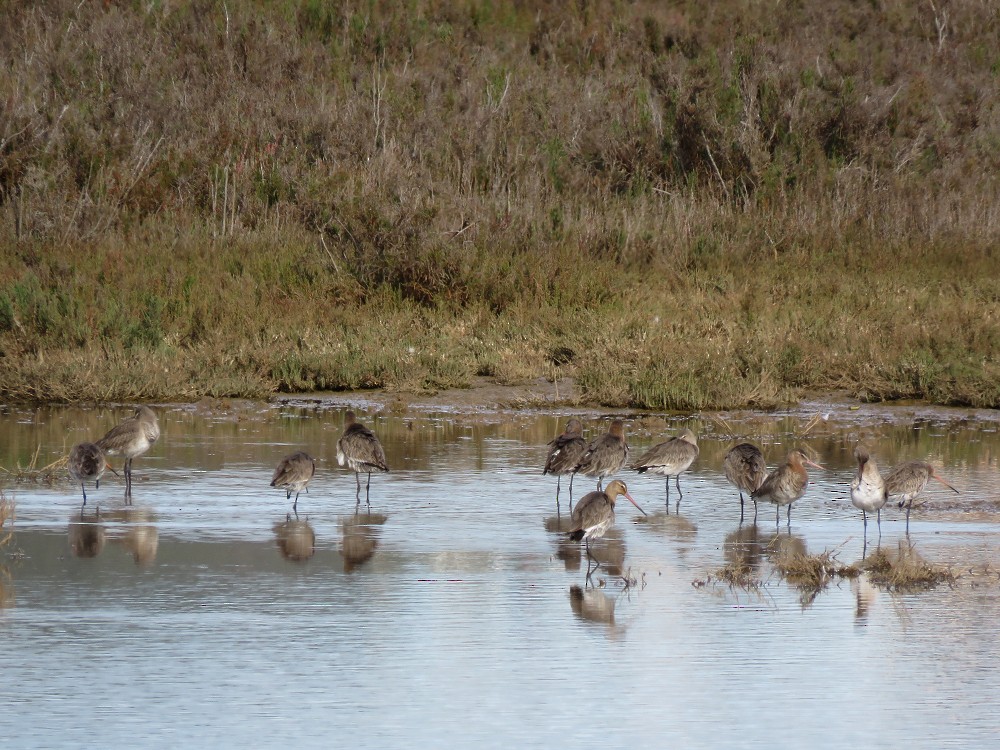 Black-tailed Godwit - ML83751991