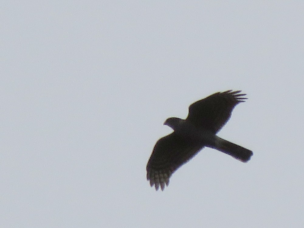 Eurasian Sparrowhawk - ML83752021