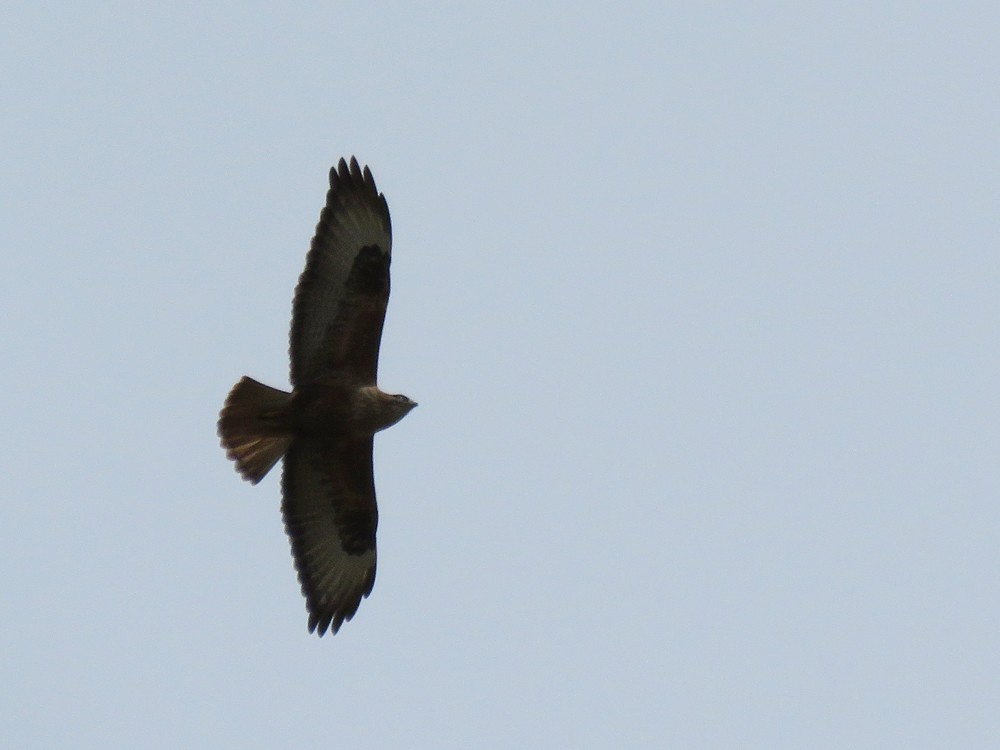 Long-legged Buzzard (Atlas) - ML83752291