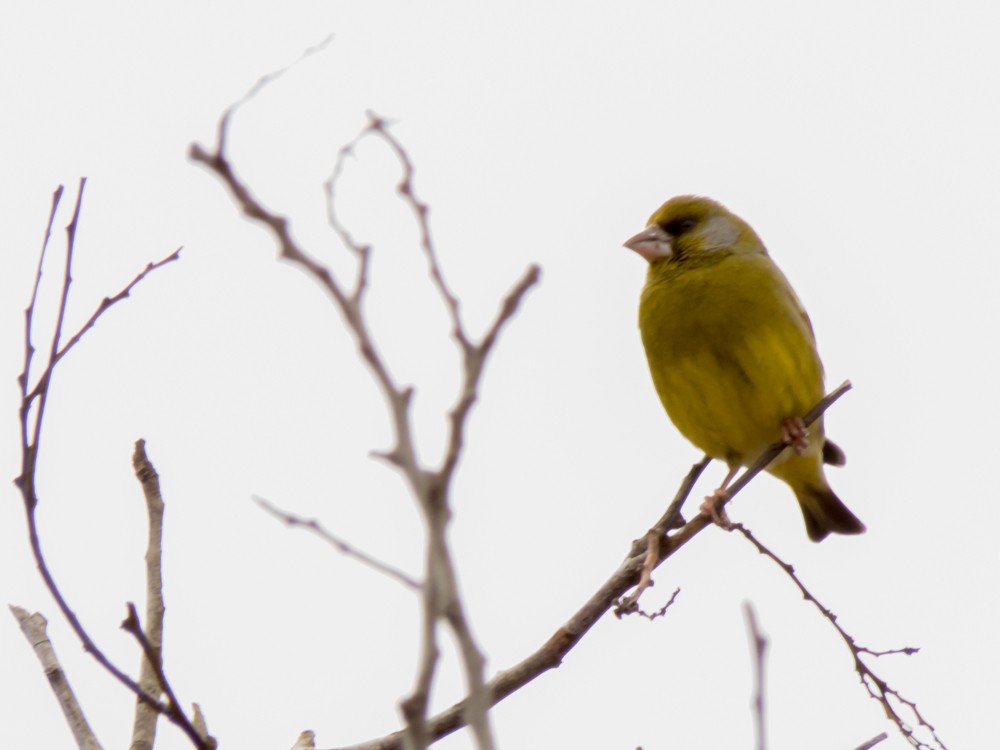 European Greenfinch - ML83752321