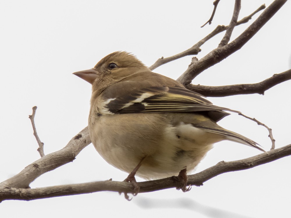 Common Chaffinch - ML83752731