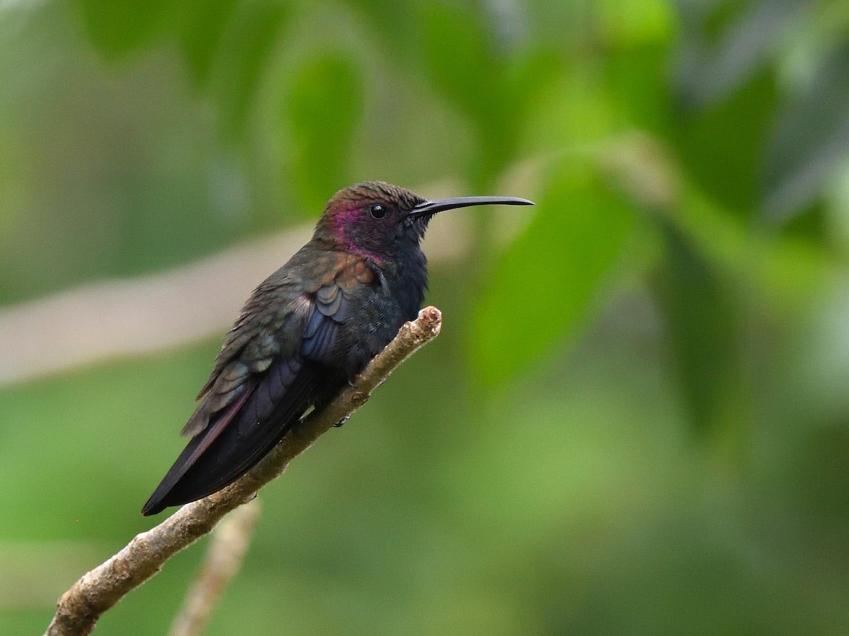 kolibřík jamajský - ML83753111