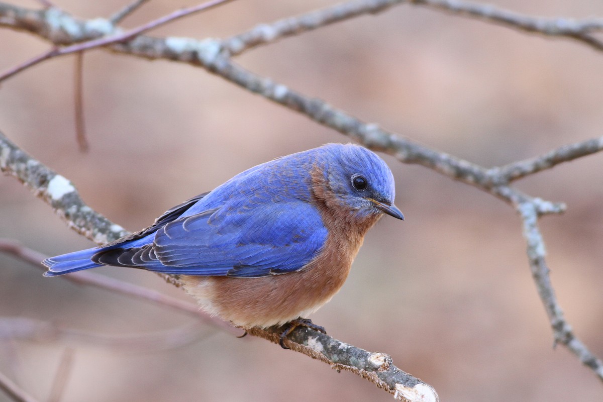 Eastern Bluebird - Andy Eckerson