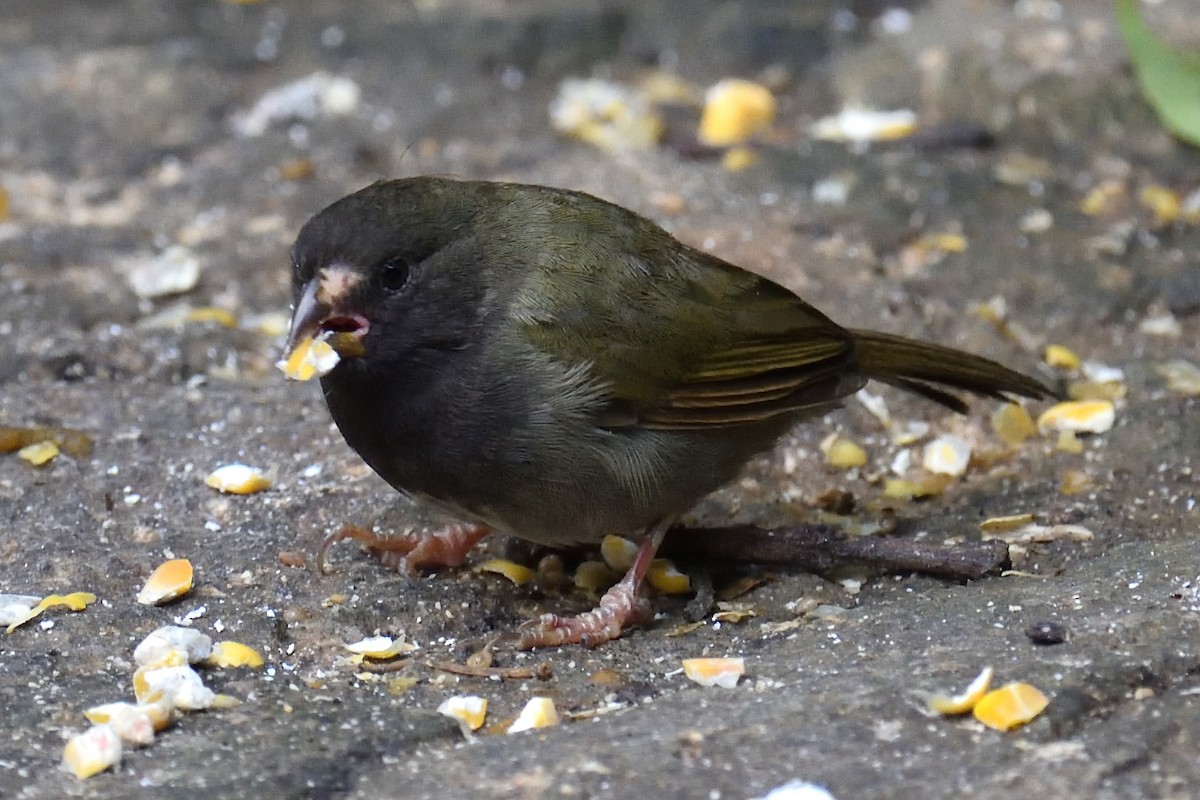 Black-faced Grassquit - nancy boutin